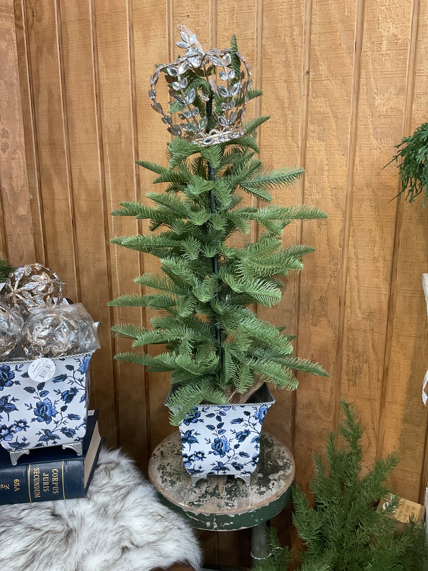 Shetland Spruce Tree