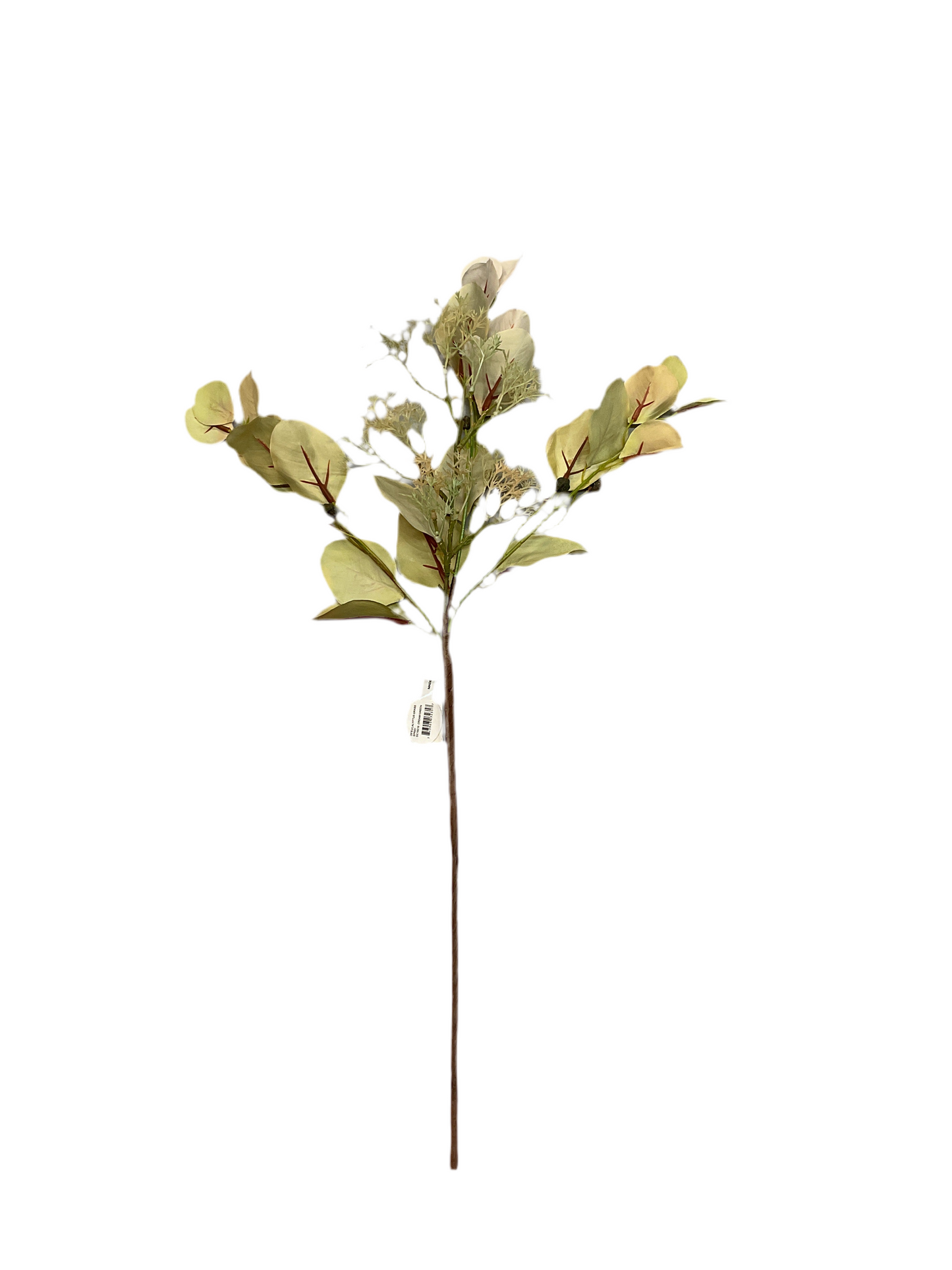 Euc Grass