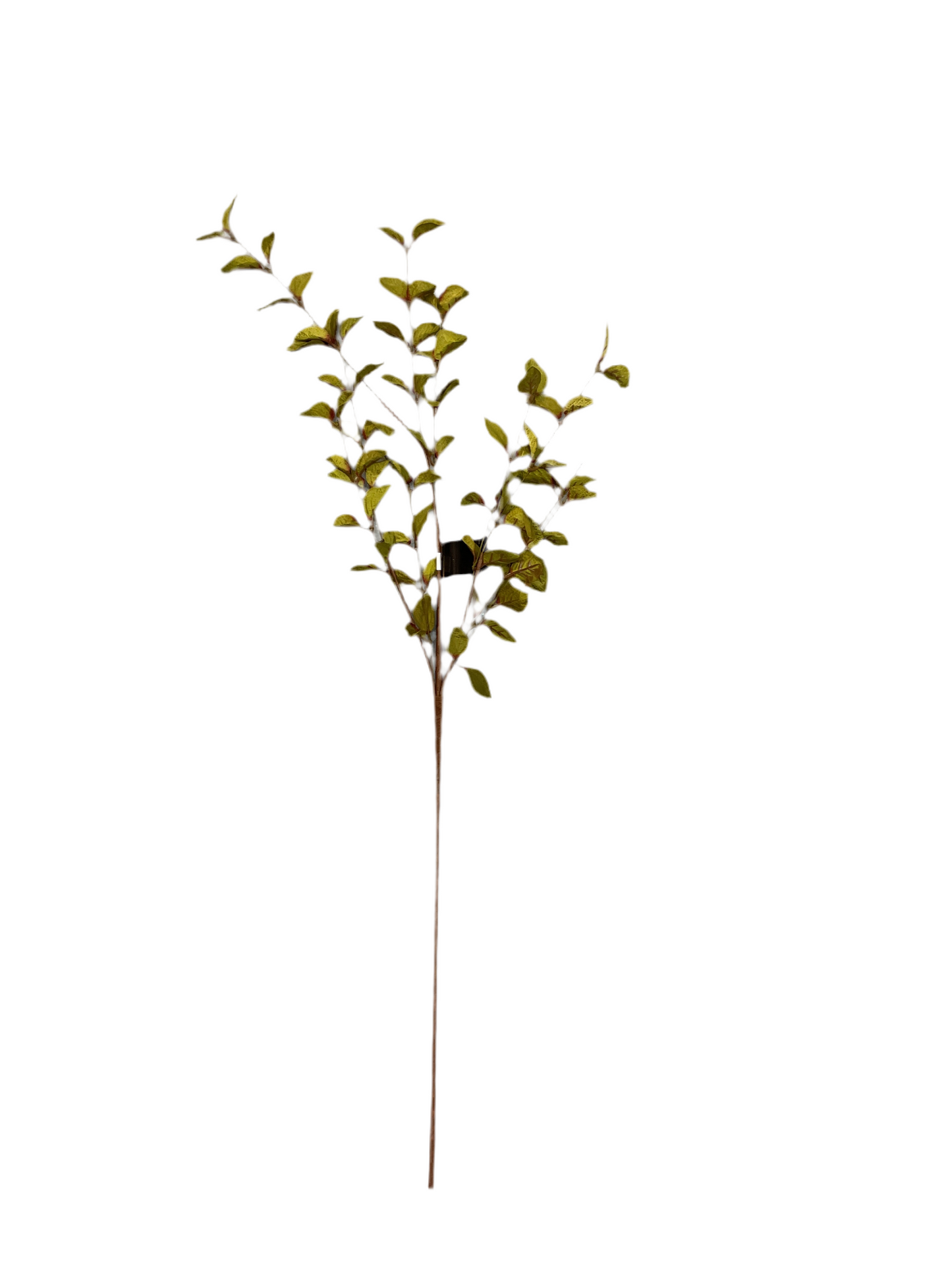 Green Eucalyptus Stem