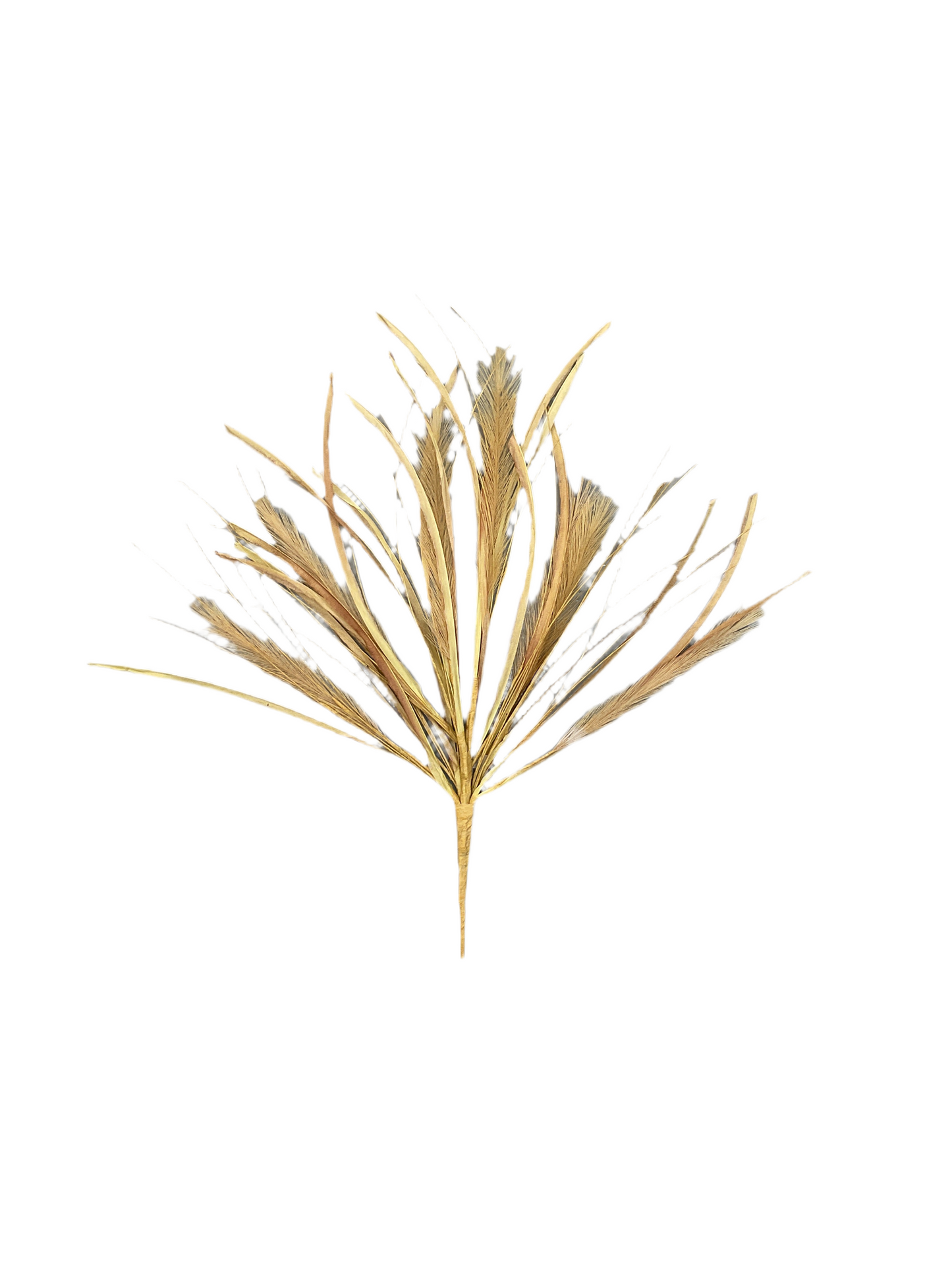 Whisp Bush