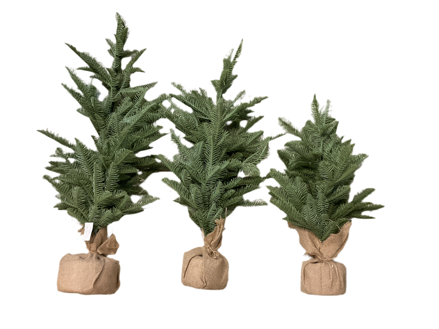 Shetland Spruce Tree