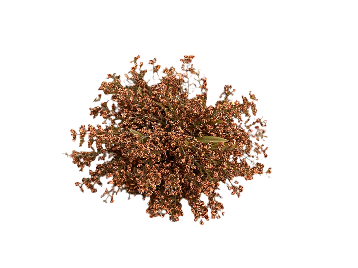 Astilbe Pumpkin Half Sphere
