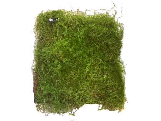 Square piece of green moss on a white surface