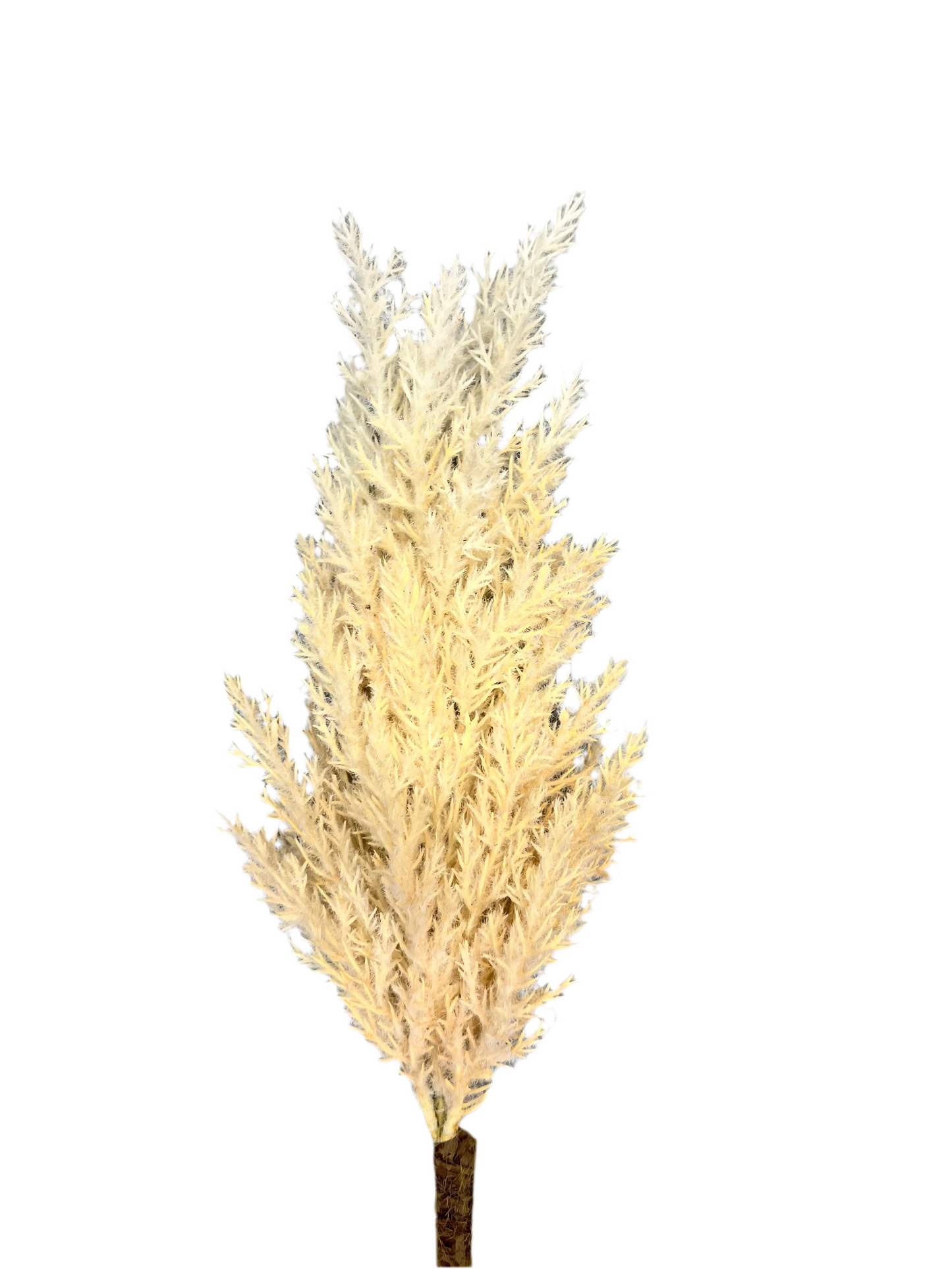 Dried astilbe stem