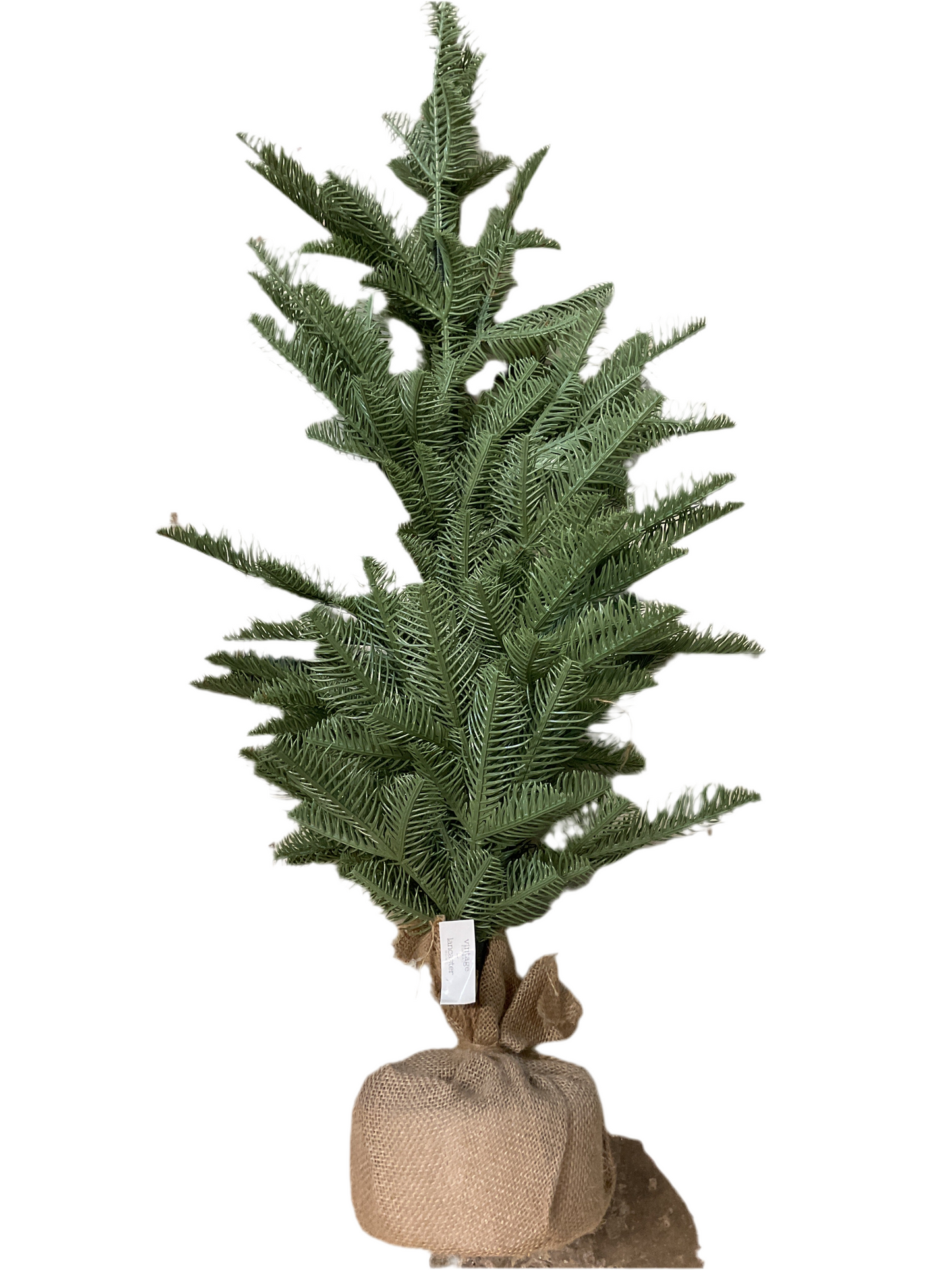 Shetland Spruce Tree