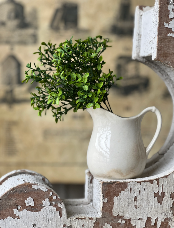 Lyric Boxwood Bush 11"