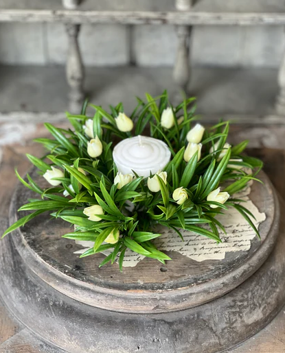 Teacup Tulip CR Cream 8"