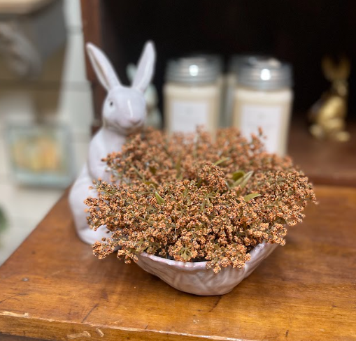 Astilbe Pumpkin Half Sphere