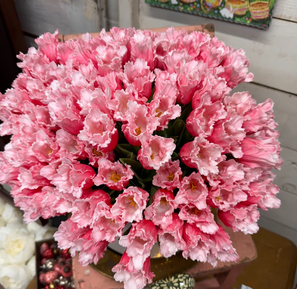 Parrot Tulip