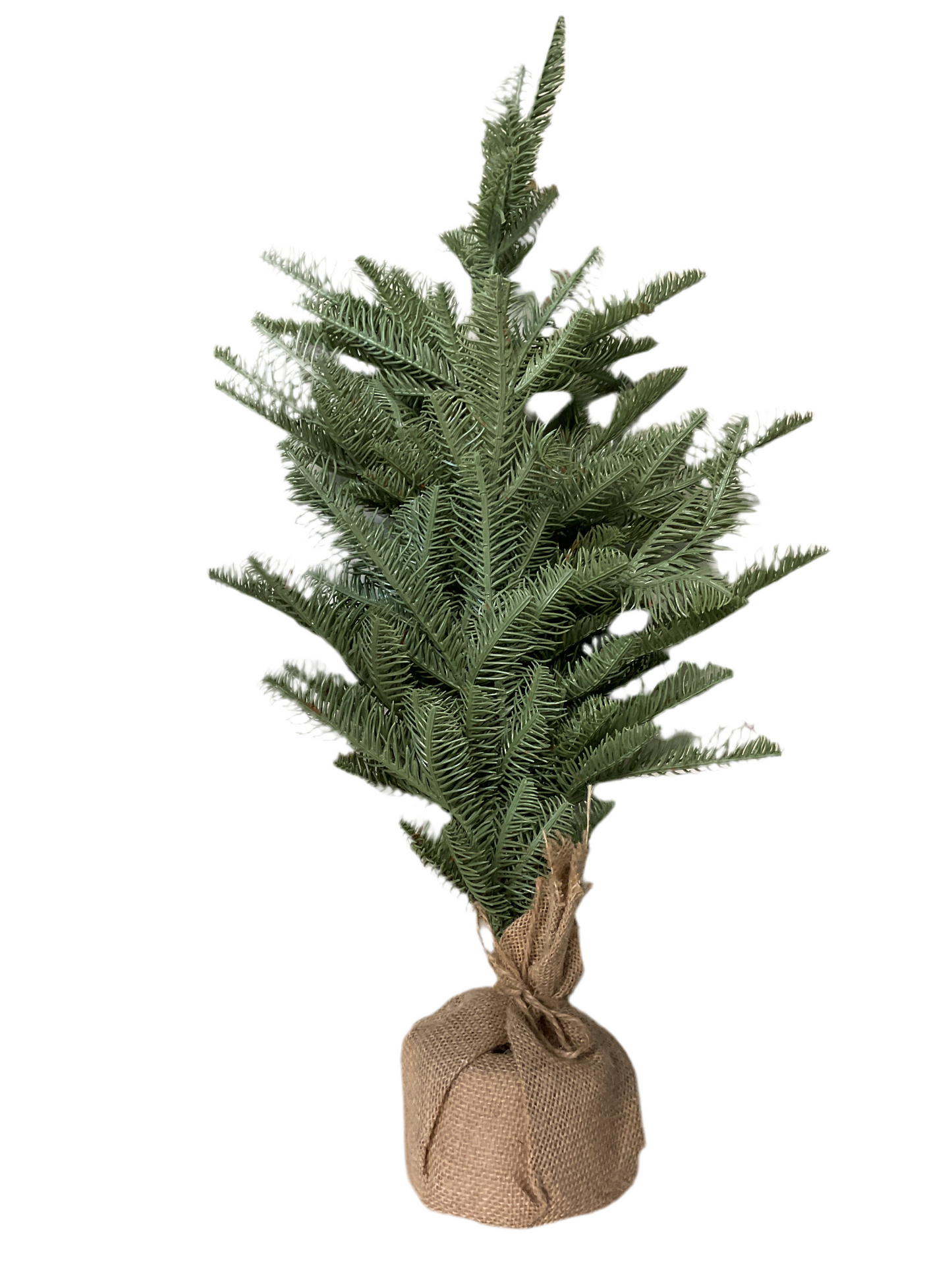 Shetland Spruce Tree