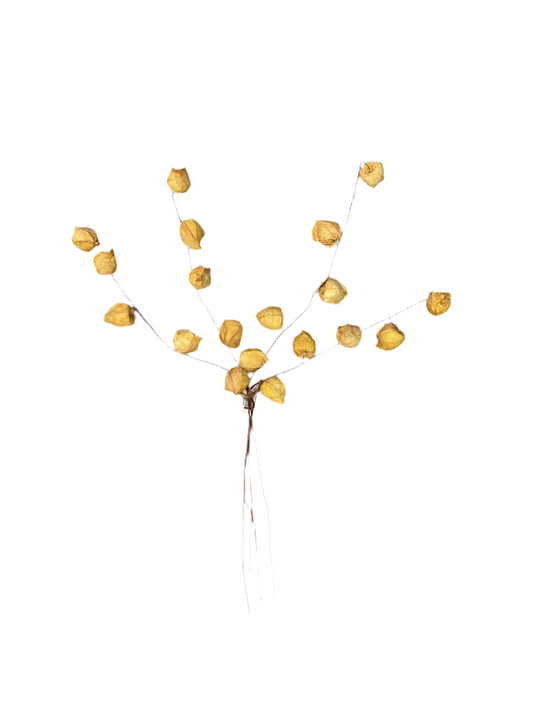 Lantern Buds Large