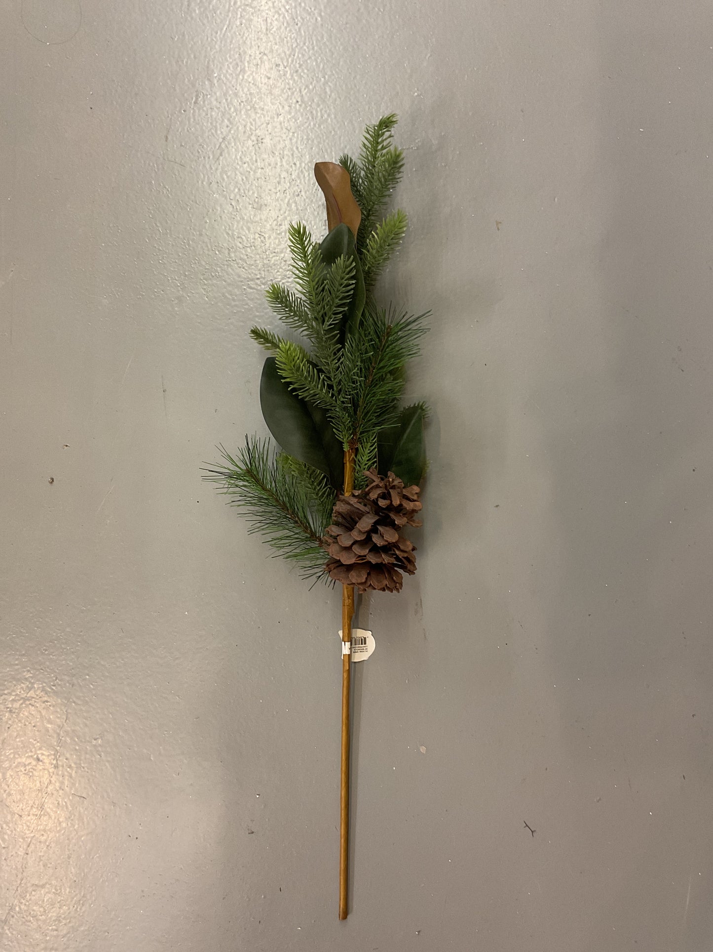 Pine Magnolia Stem