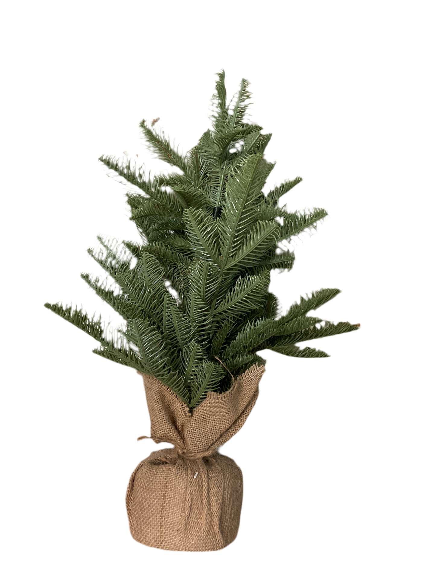 Shetland Spruce Tree
