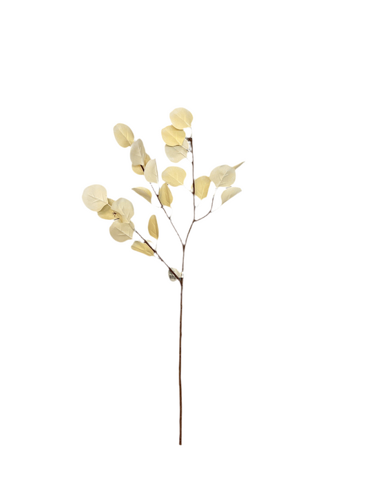 Beige Eucalyptus