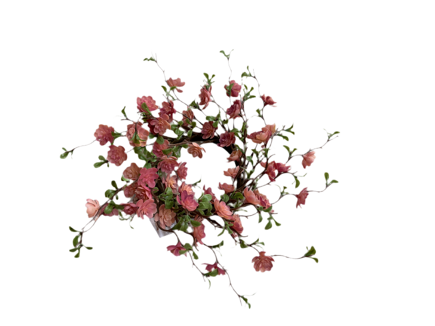 Quince blooms pink CR