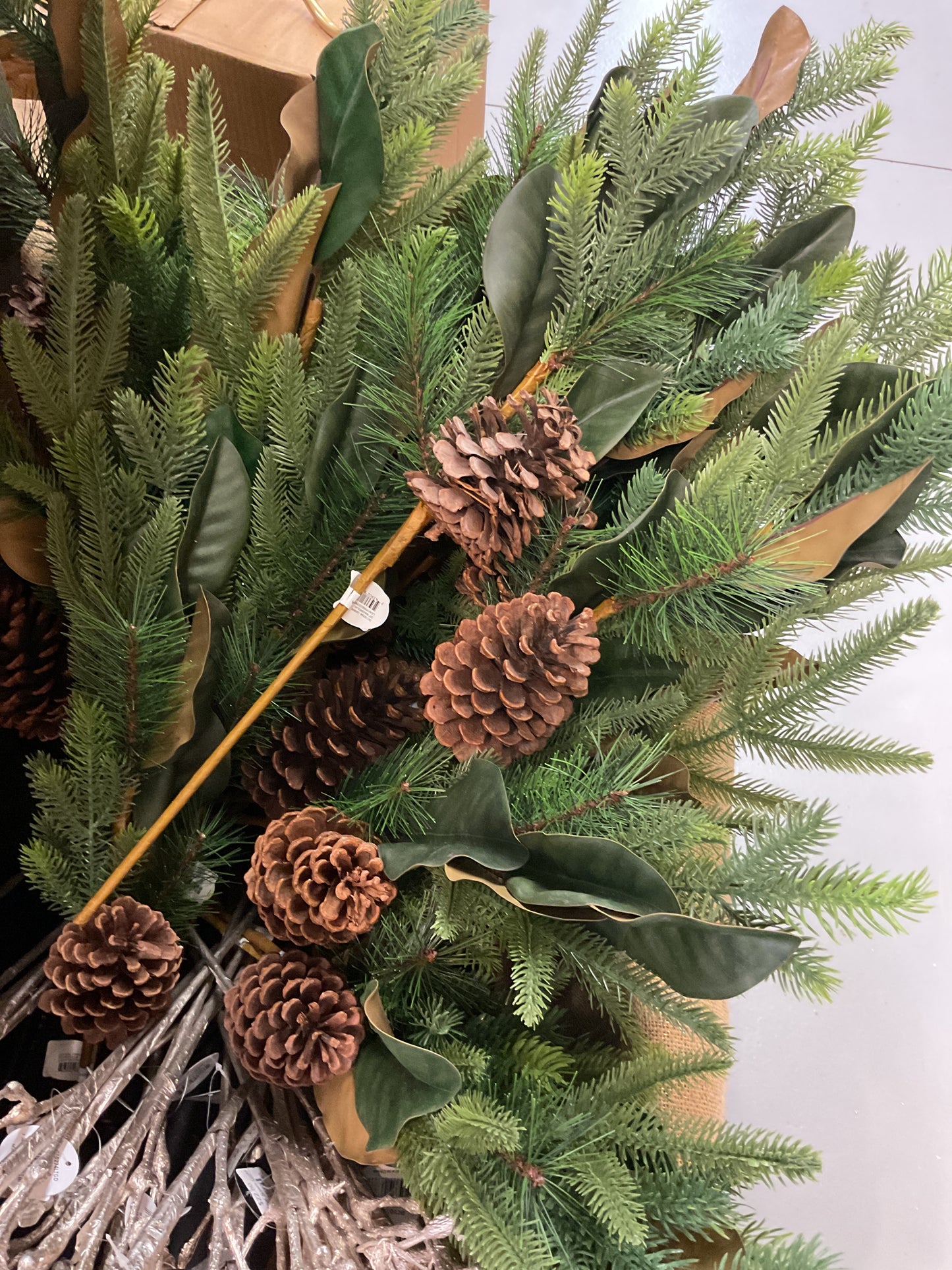 Pine Magnolia Stem