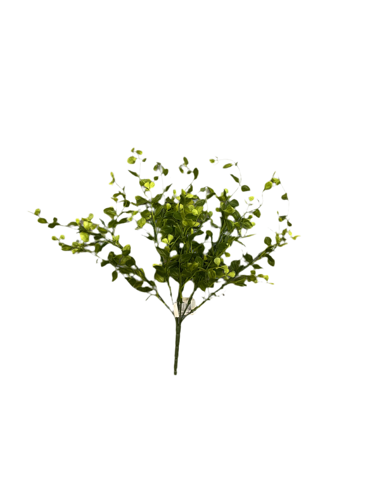 Pimpernel Bush Fall Green