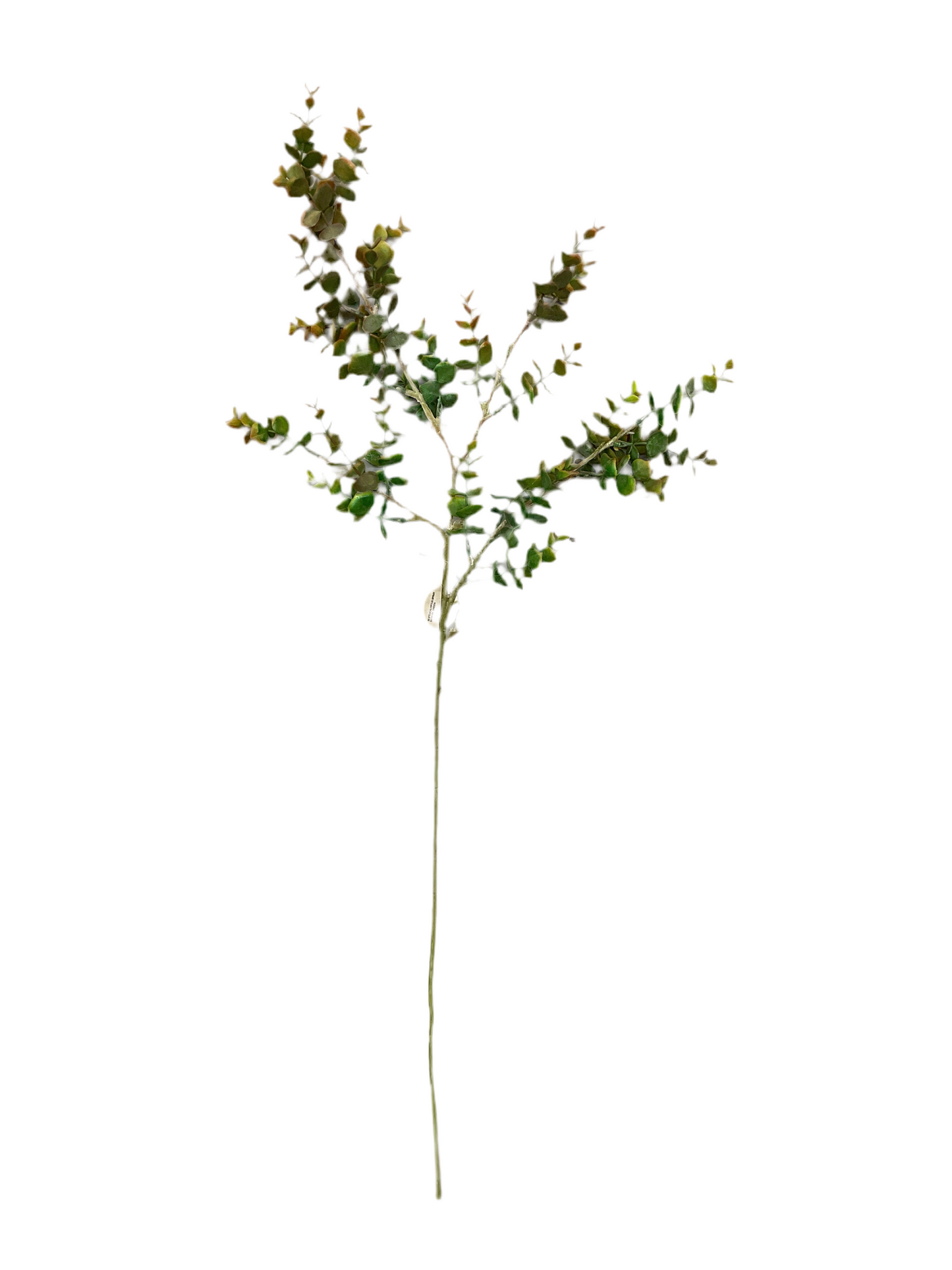 Eucalyptus Fall Spray Long