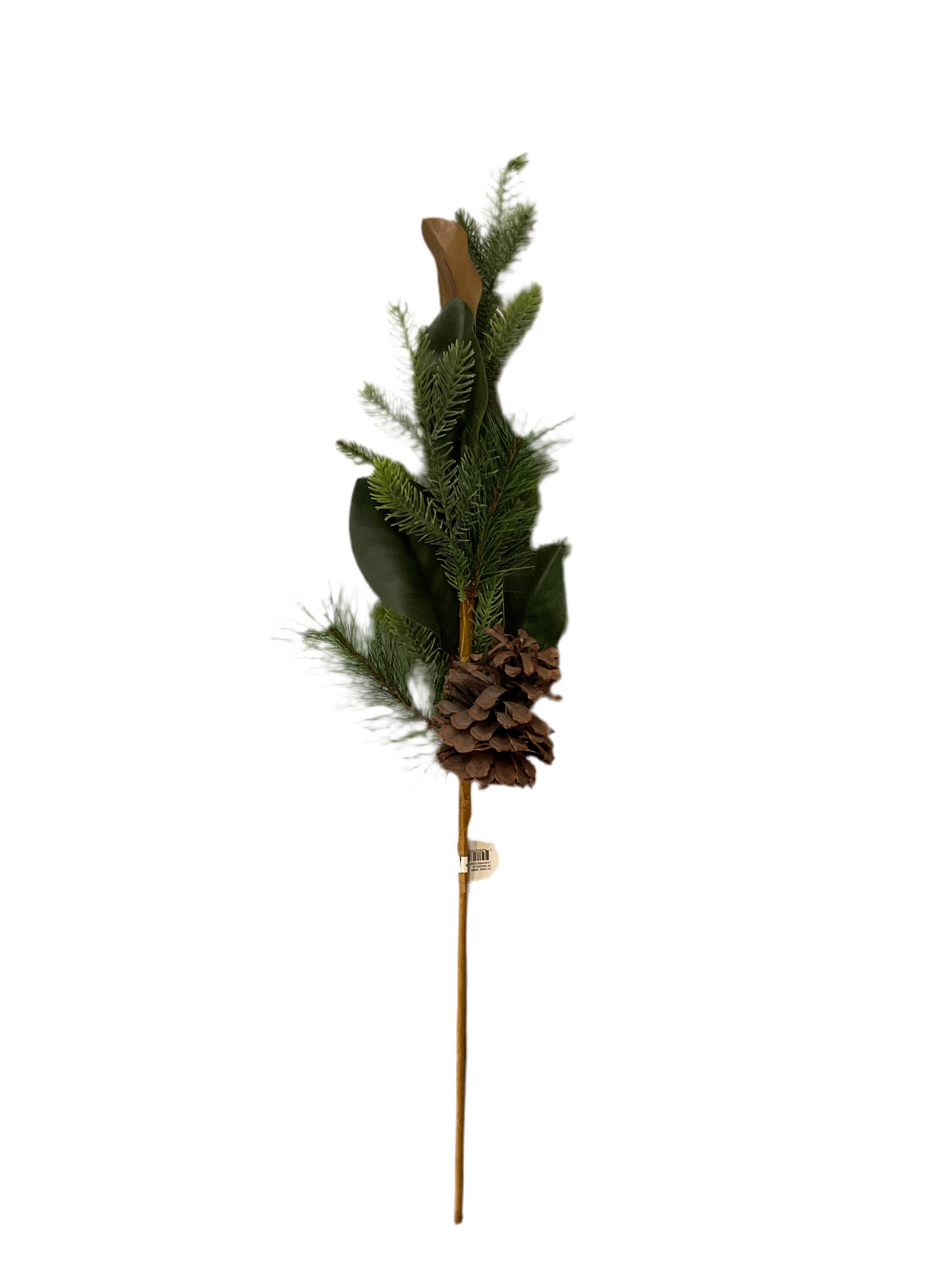 Pine Magnolia Stem