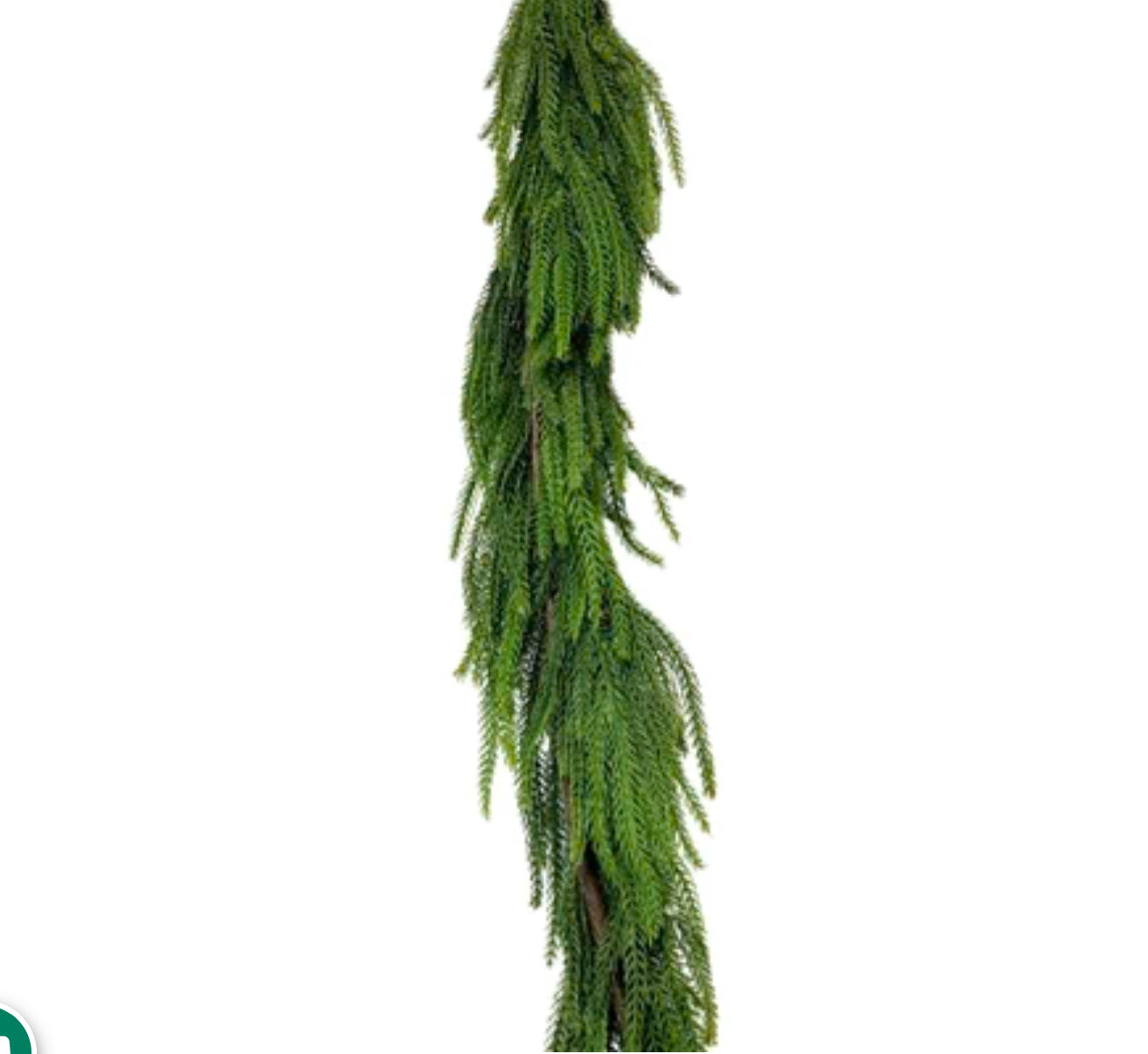 58” NorfolkPine Gar