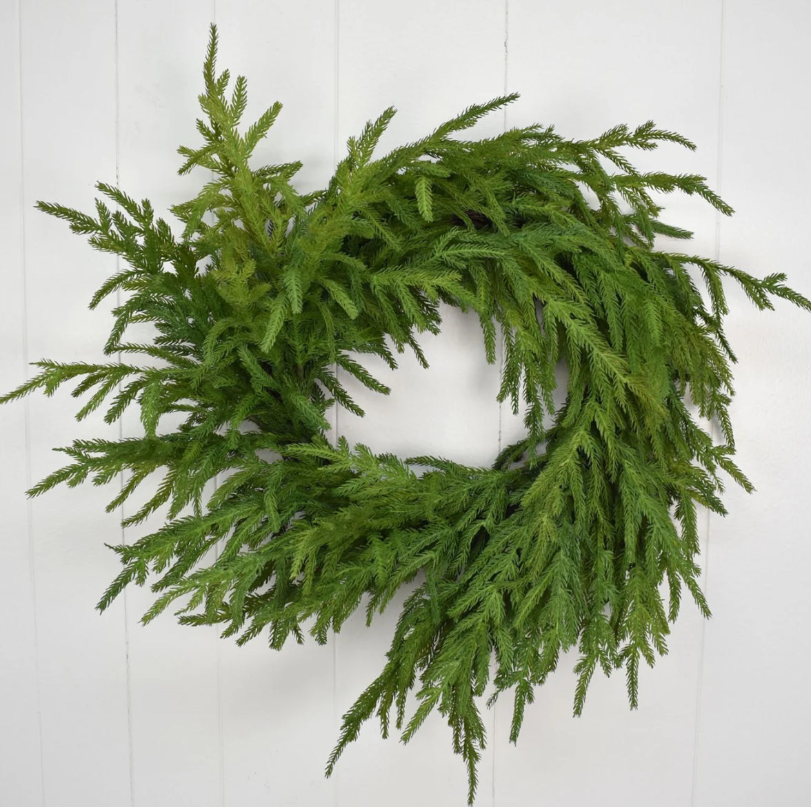 Norfolk Pine WR