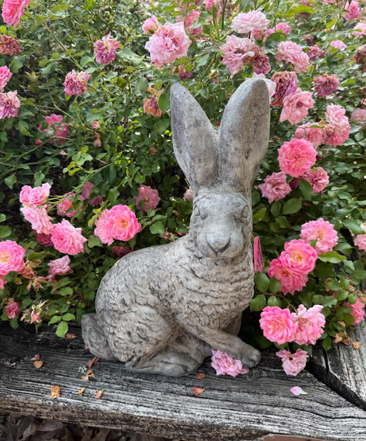 Jack Rabbit M