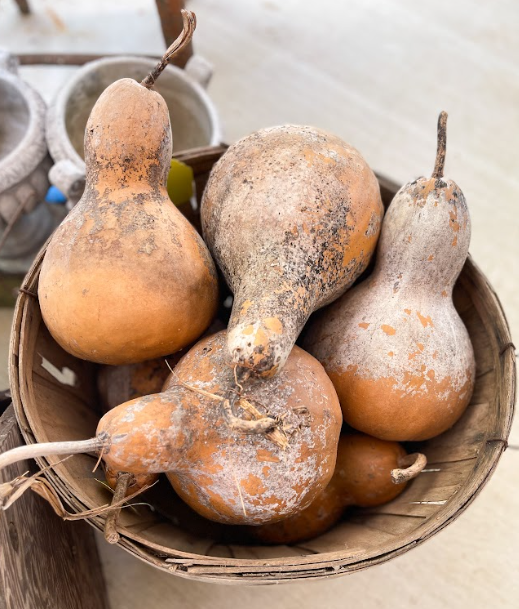 Gourd 2025 $8