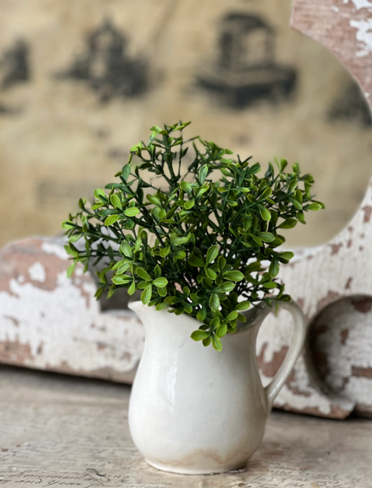 Lyric Boxwood Bush 11"