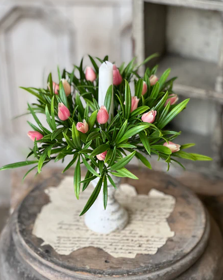 Teacup Tulip CR Pink