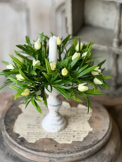 Teacup Tulip CR Cream 8"