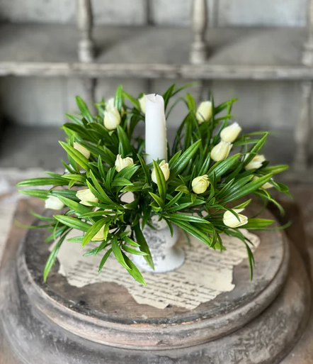 Teacup Tulip CR Cream 8"