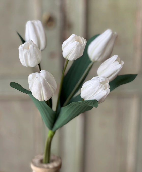 Triumph tulip bundle