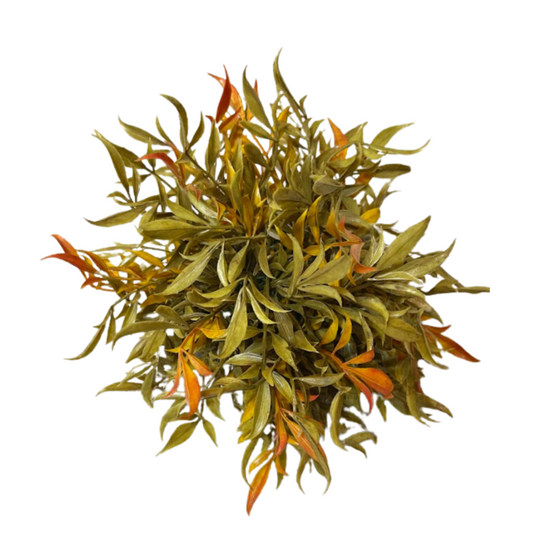 Smilax Half Sphere